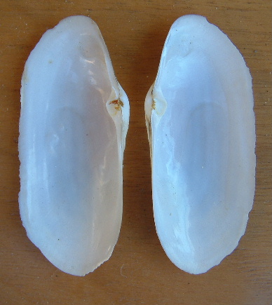 Tellina planata
